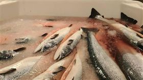挪威出口來台鮭魚　整尾保留挪威是全球最大鮭魚生產國，台灣人視為肥美的魚肚和可熬湯的魚頭，挪威人不愛，全回收做肥料，但出口到台灣的鮭魚，則是整尾保留魚頭和魚肚。中央社記汪淑芬攝　106年11月12日