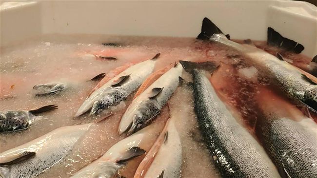 中國自曝假鮭魚「都是蟲」　陸人嘩然