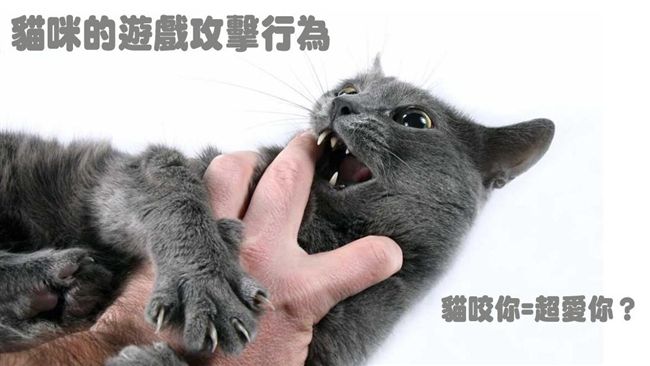 突然伸貓爪！解密貓咪遊戲攻擊行為