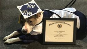 比特犬陪主人上大學全勤 穿專屬袍上台領「畢業證書」（圖／翻攝自佛羅里達國際大學臉書）