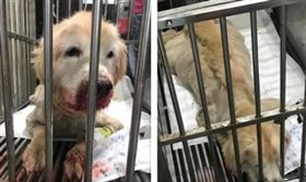 毛小孩受傷；狗狗▲圖／翻攝自臉書爆公社