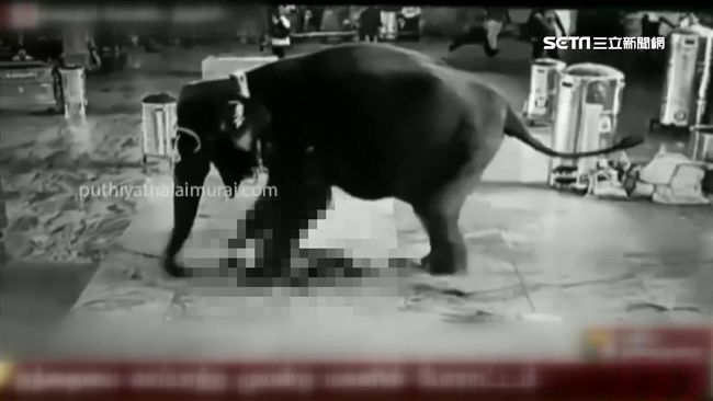 12歲母象儀式中發狂　象伕慘被踩死