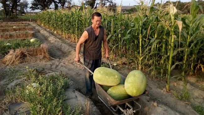 西瓜單親癌爸咬牙採收！熱情訂單湧入