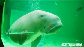 鳥羽水族館,儒艮,美人魚。（圖／記者馮珮汶攝）