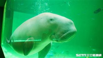 日本唯一！三重鳥羽水族館超萌美人魚