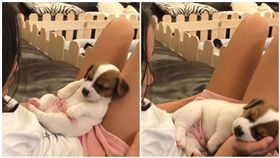 南韓,韓國,首爾,狗,睡覺,賴床,貪睡（圖／翻攝自parson_russell_ollie IG）