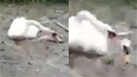 英國,Grimsby,River Freshney,天鵝,Andrew Woolsey,管理,淤泥,同伴,救援,動物,保育 圖／翻攝自YouTube https://goo.gl/txgyei