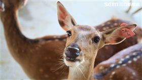 墾丁華泰瑞苑全包式旅遊行程,梅花鹿,恆春鹿境。（圖／記者簡佑庭攝）