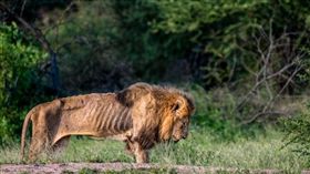 獅子,地位,領導,Kruger National Park,Larry Pannell,孤獨,潦倒,大象,Skybed Scar,美國 圖／翻攝自推特https://goo.gl/gsf9Rd