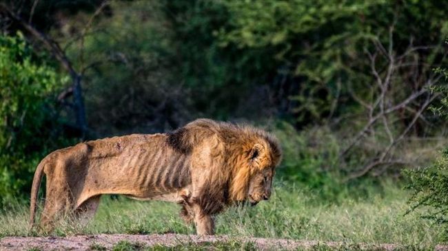 獅子王被奪位！竟潦倒成「瘦骨嶙峋」