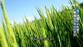 (深一度)LED毀農作1