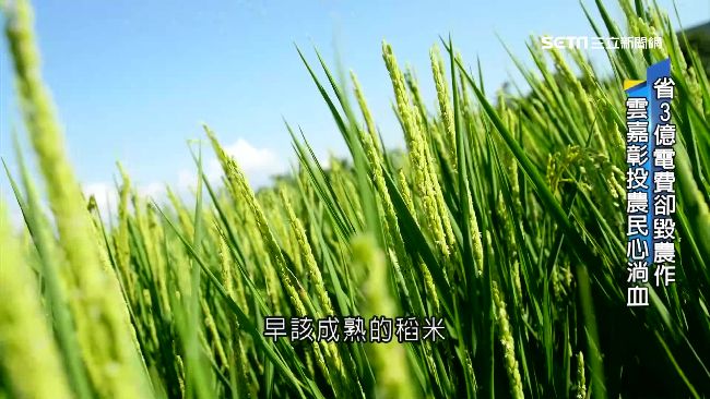 LED燈成光害　農作突變、果實乾扁