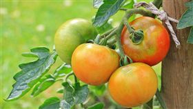 番茄（示意圖／翻攝自Pixabay）