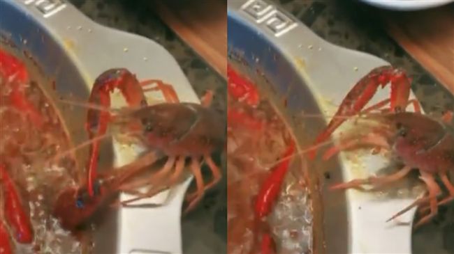 小龍蝦被活煮跳出來　痛苦斷臂逃生