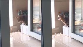 奴才快護駕！主子拆家不成踢鐵板　保麗龍卡牙瞪眼嚇傻（圖／翻攝自抖音）