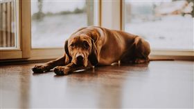 汪星人,愛犬,狗狗（圖／翻攝自Pixabay）