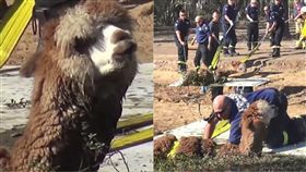 Magnum,Brock Cauchi,澳洲,憂鬱,泥潭,羊駝,草尼馬,泥沼,泥潭,雪梨,動物,寵物　圖／翻攝自推特　https://goo.gl/sy2Q6Q