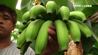 香蕉賤價沒人要　綠議員：銷大陸最快