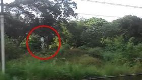 搭車望窗外　驚見白色人影掛樹上！網嚇：嘴張開頭往右轉…
圖翻攝自爆料公社