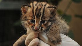 石虎,苗栗,保育,觀念,審議,議員,韓茂賢,林寶珠,工程,　圖／翻攝自Pixabay　https://goo.gl/wb9UB4