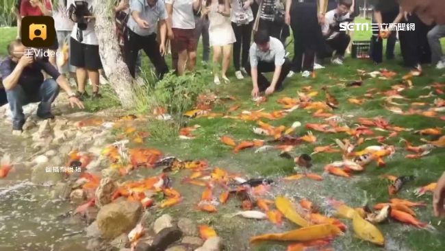 放生變大開殺戒　萬尾活魚草地掙扎