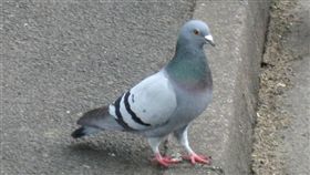 鴿子(圖/翻攝維基百科)
