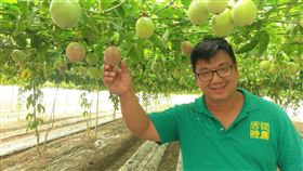 曾獲國際發明獎　謝孟翰改務農有成曾獲紐倫堡發明獎的謝孟翰轉而投身農業，照樣發揮研發精神，運用各種技術突破氣候障礙，最近栽植有機百香果又讓產期提早2個月，果園裡結實纍纍。（農糧署提供）中央社記者郭芷瑄傳真　107年5月29日