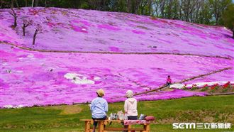 粉紅地毯大爆發！北海道必看芝櫻花海