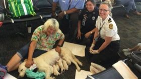導盲犬陪伴主人搭機...登機前突分娩　順利產下8隻小拉拉
圖／翻攝自Tampa Fire Rescue推特
