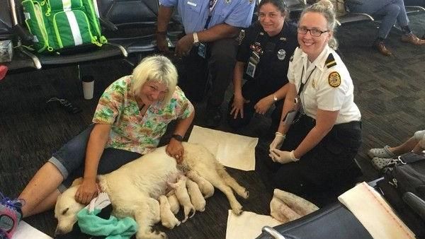 陪主人搭機！導盲犬登機前順產8幼犬