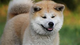 ▲秋田犬(圖／翻攝pixabay)