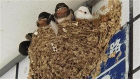 燕子戴綠帽（圖／翻攝自爆料公社）