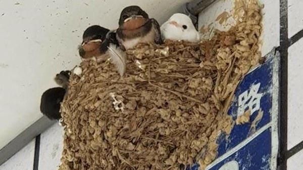 鳥窩萬黑叢中一點白　燕子爸頭好綠…