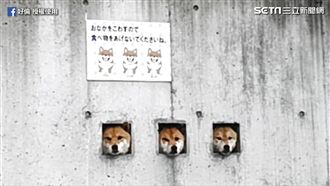 卡洞口好可愛！日本長崎超夯島原三柴