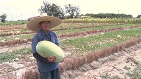 癌症，西瓜，種西瓜，養家，雲林（記者蔡杰翰攝影）