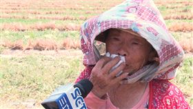 癌症，西瓜，種西瓜，養家，雲林（記者蔡杰翰攝影）