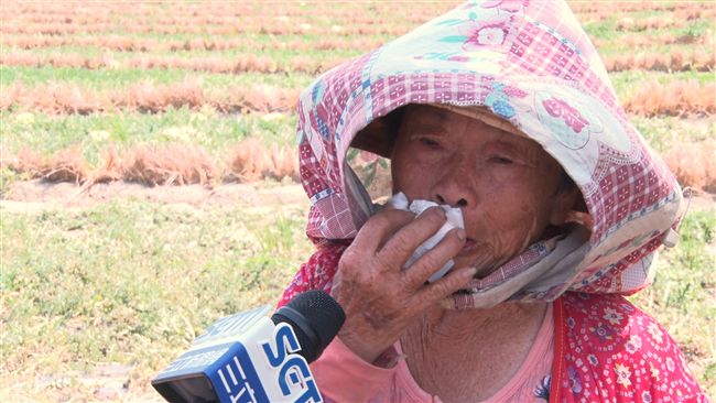 不捨癌兒種西瓜養家　老母心疼淚崩