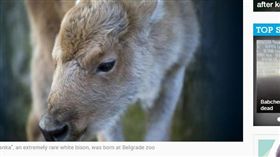 雪白犎牛寶寶誕生　萌樣曝光惹人憐
犎牛,美國野牛,美洲原住民,好運,神聖,全白,萌,稀有
https://www.afp.com/en/news/826/rare-white-bison-born-belgrade-zoo-doc-15h0l01