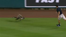 野雁亂入球場　主場老虎隊下局竟爆發
棒球,MLB,底特律老虎,野雁,大局,好運,大谷翔平
https://streamable.com/hrgzi