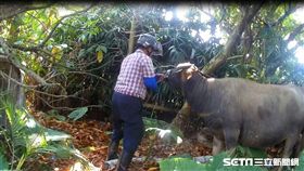 3隻水牛「走失」私闖民宅　居民傻眼
翻攝畫面