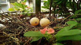 斑鳩,築巢,Aloo,斑鳩傳人,土城(翻攝臉書)