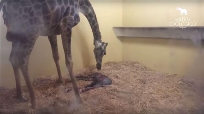 遊客亂「餵食」！害長頸鹿掉溝慘死