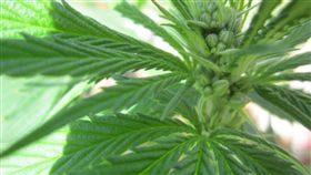 美格鬥選手在台種大麻　15萬元交保
台北市,南港,格鬥,美國人,大麻,美語老師,毒品
https://flic.kr/p/g6vW2q
（圖／攝影者MarihuanayMedicina, Flickr CC License）