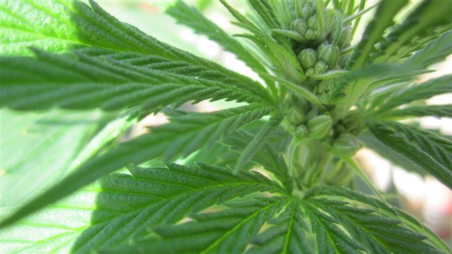 美又一州大麻合法！可擁1盎司種6株