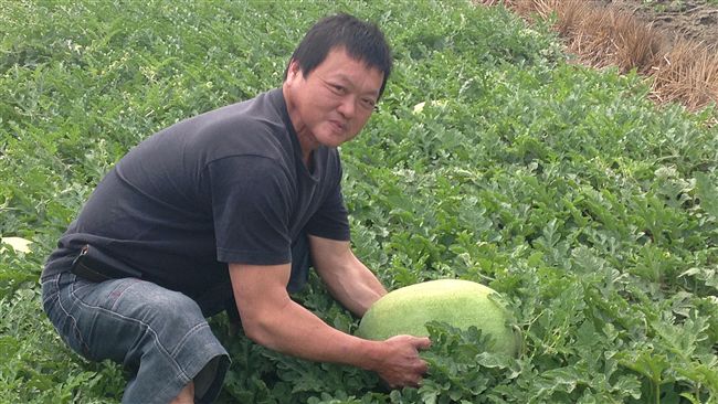 西瓜癌爸拚命採收　訂單湧入依序出貨