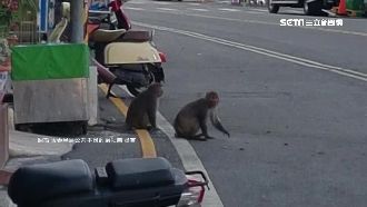 真的沒人潮？猴子大軍入侵墾丁大街