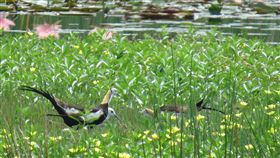 高雄援中港濕地復育有成　水雉現蹤援中港濕地是高雄市繼洲仔濕地後，復育生態有成的又一處大面積濕地。高雄市政府養工處表示，5年來已有逾50隻水雉等在濕地內出現。（高雄市政府提供）中央社記者王淑芬傳真　107年5月30日