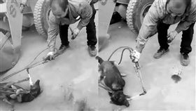 狗肉節將至　殘忍虐殺活狗引爆連署
狗肉節,玉林,連署,抵制,虐殺,殘忍,愛狗,美中貿易戰
https://www.petitiontime.com/Petition-Chinese-dog-eating-festival-starts-in-4-weeks-take-action-now-t-4471