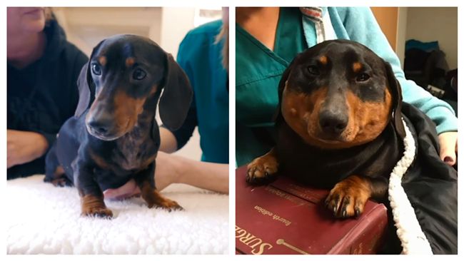 臘腸犬腫3倍大　飼主驚：牠要爆炸了