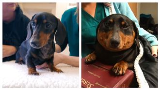 臘腸犬腫3倍大　飼主驚：牠要爆炸了